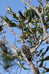 Banksia dentata