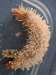 Eupentacta quinquesemita