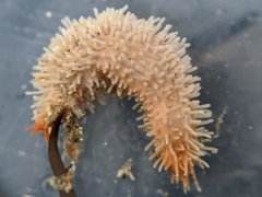 Eupentacta quinquesemita