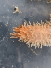 Eupentacta quinquesemita