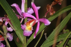 Sobralia dichotoma