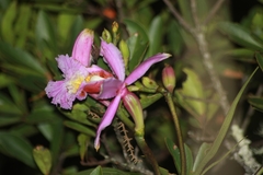 Sobralia dichotoma