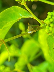 Potnia diringshofeni