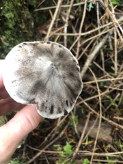 Tricholoma