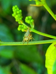 Potnia diringshofeni