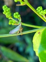 Potnia diringshofeni