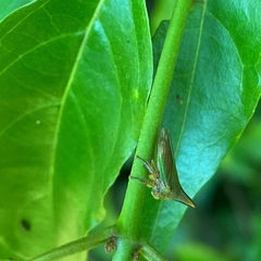 Potnia diringshofeni