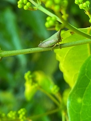 Potnia diringshofeni