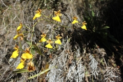 Cyrtochilum aureum