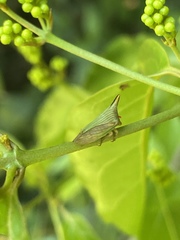 Potnia diringshofeni