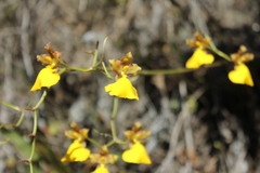 Cyrtochilum aureum