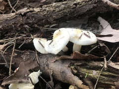 Hygrophorus chrysodon