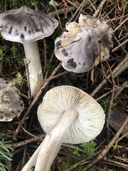 Tricholoma
