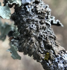 Physconia americana
