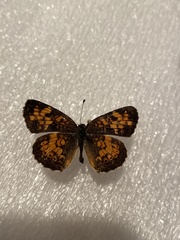 Phyciodes batesii