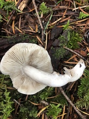 Tricholoma