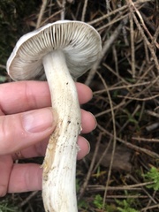 Tricholoma