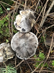 Tricholoma
