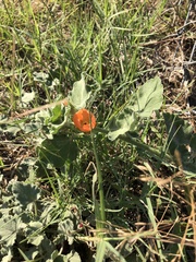 Sphaeralcea lindheimeri