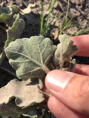 Sphaeralcea lindheimeri