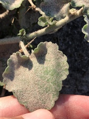 Sphaeralcea lindheimeri