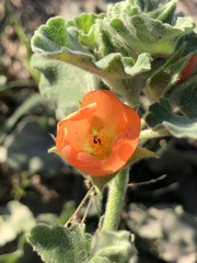 Sphaeralcea lindheimeri