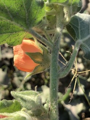 Sphaeralcea lindheimeri