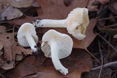 Hygrophorus chrysodon