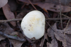 Hygrophorus chrysodon