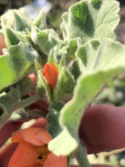 Sphaeralcea lindheimeri