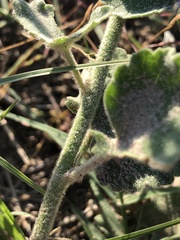Sphaeralcea lindheimeri