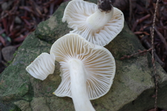 Hygrophorus chrysodon