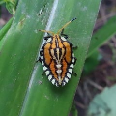 Piezosternum subulatum