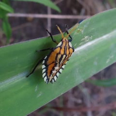 Piezosternum subulatum