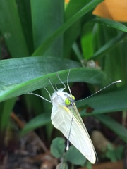 Leptophobia