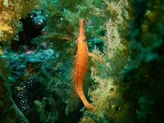 Oxycirrhites typus