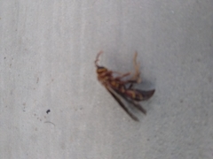 Polistes arizonensis