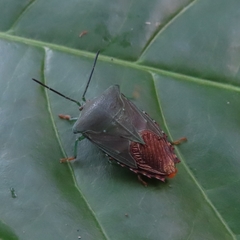 Piezosternum subulatum