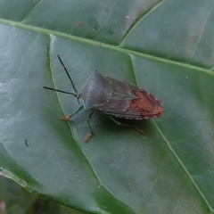 Piezosternum subulatum