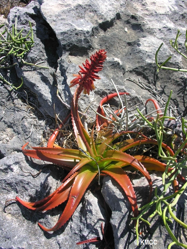 Aloe suarezensis