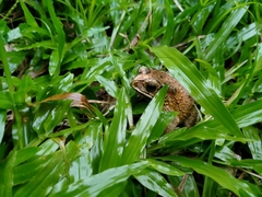 Duttaphrynus melanostictus