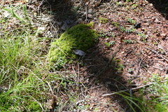 Petrophora subaequaria