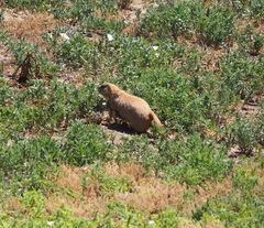 Cynomys ludovicianus