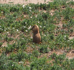 Cynomys ludovicianus