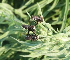 Tapinotaspis chalybaea