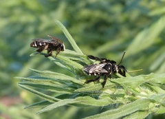 Tapinotaspis chalybaea