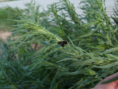 Tapinotaspis chalybaea