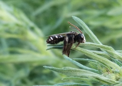 Tapinotaspis chalybaea