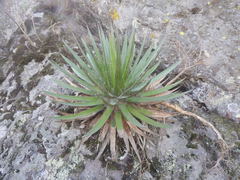 Agave filifera