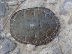 Trachemys gaigeae